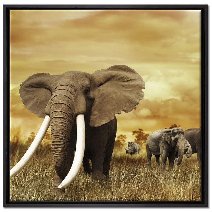 Stolzer Elefant in Savanne auf Leinwandbild Quadratisch gerahmt Größe 70x70
