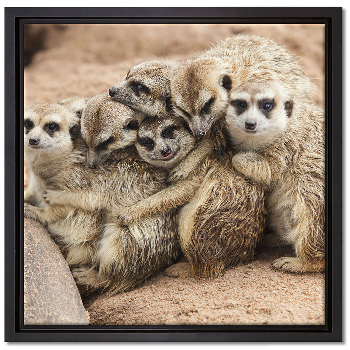 kuschelnde Erdmännchen auf Leinwandbild Quadratisch gerahmt Größe 40x40