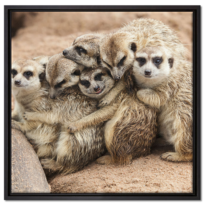 kuschelnde Erdmännchen auf Leinwandbild Quadratisch gerahmt Größe 60x60