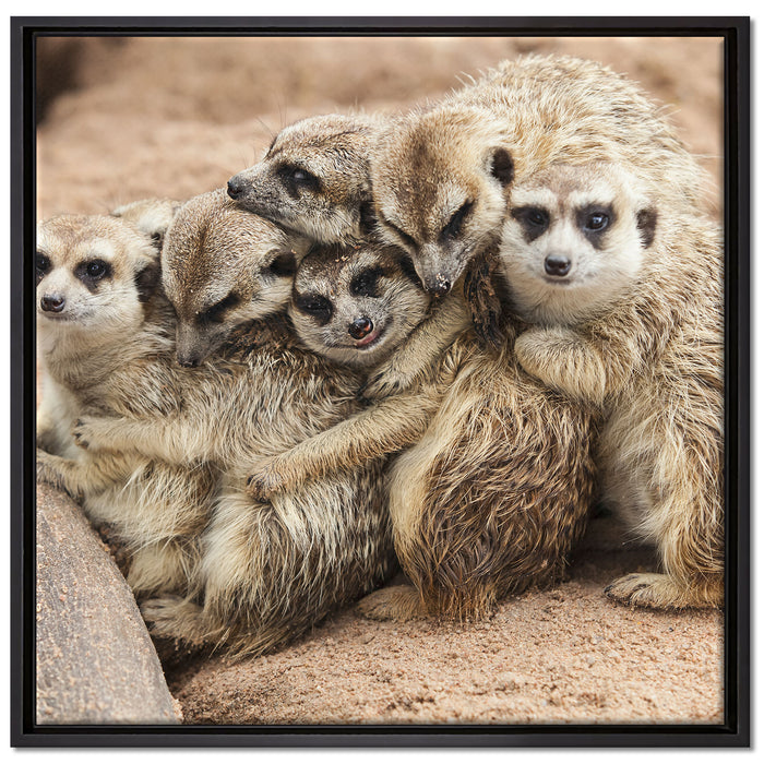 kuschelnde Erdmännchen auf Leinwandbild Quadratisch gerahmt Größe 70x70