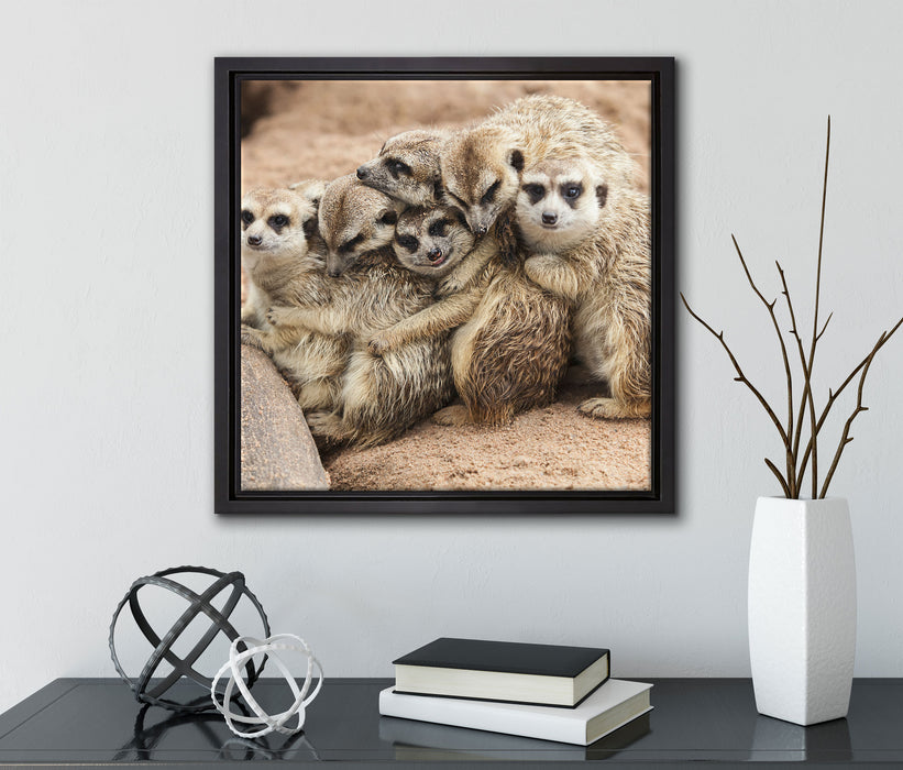 kuschelnde Erdmännchen  auf Leinwandbild Quadratisch gerahmt mit Kirschblüten