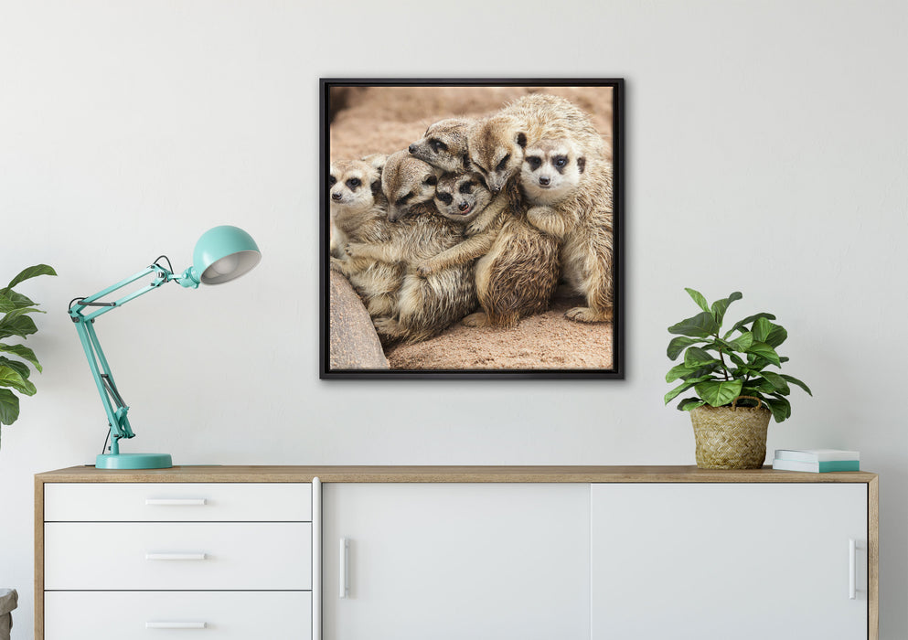 kuschelnde Erdmännchen auf Leinwandbild gerahmt Quadratisch verschiedene Größen im Wohnzimmer