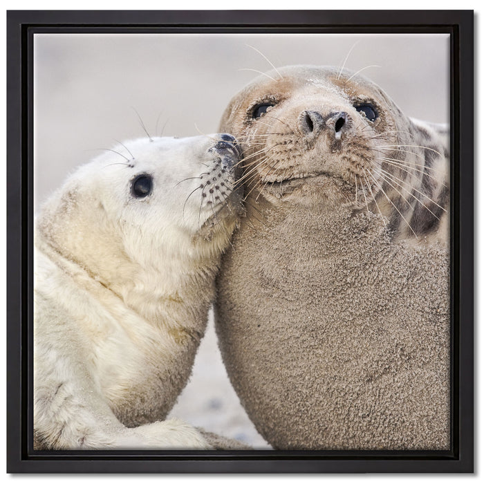 Schmusende Robben auf Leinwandbild Quadratisch gerahmt Größe 40x40