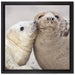 Schmusende Robben auf Leinwandbild Quadratisch gerahmt Größe 40x40
