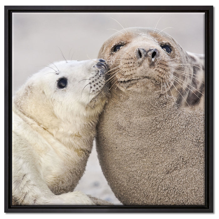 Schmusende Robben auf Leinwandbild Quadratisch gerahmt Größe 60x60