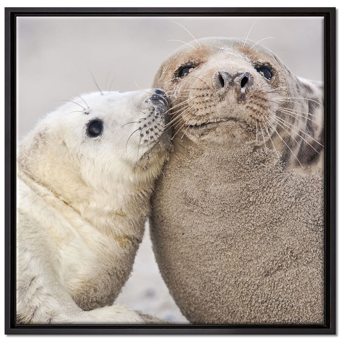 Schmusende Robben auf Leinwandbild Quadratisch gerahmt Größe 70x70