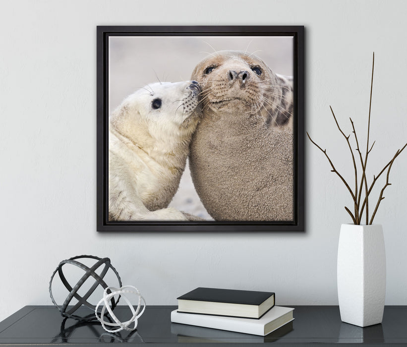 Schmusende Robben  auf Leinwandbild Quadratisch gerahmt mit Kirschblüten