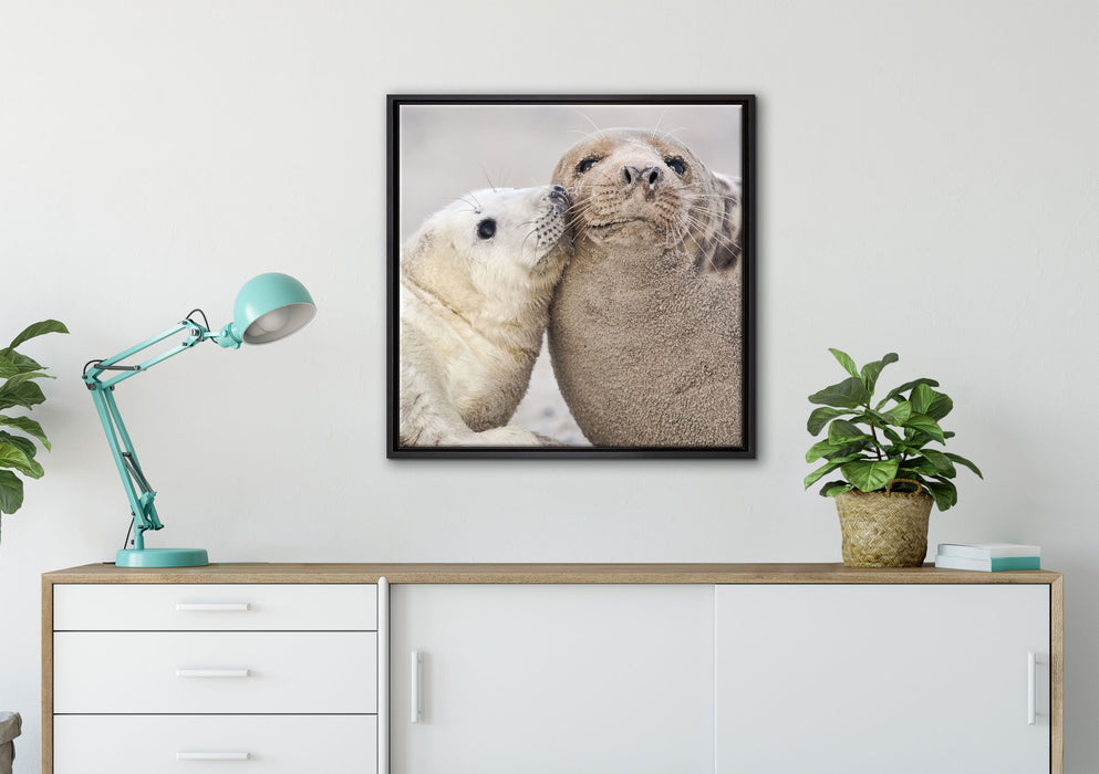 Schmusende Robben auf Leinwandbild gerahmt Quadratisch verschiedene Größen im Wohnzimmer