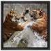Kämpfende Tiger im Wasser auf Leinwandbild Quadratisch gerahmt Größe 40x40
