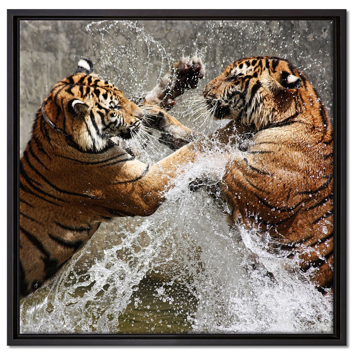Kämpfende Tiger im Wasser auf Leinwandbild Quadratisch gerahmt Größe 60x60