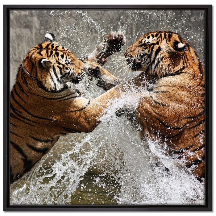 Kämpfende Tiger im Wasser auf Leinwandbild Quadratisch gerahmt Größe 70x70