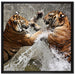 Kämpfende Tiger im Wasser auf Leinwandbild Quadratisch gerahmt Größe 70x70