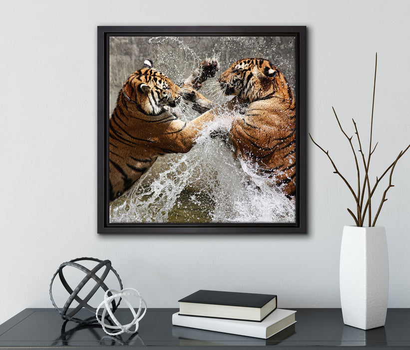 Kämpfende Tiger im Wasser  auf Leinwandbild Quadratisch gerahmt mit Kirschblüten