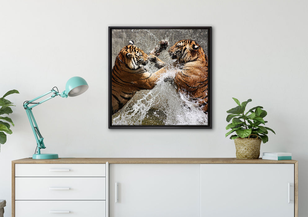 Kämpfende Tiger im Wasser auf Leinwandbild gerahmt Quadratisch verschiedene Größen im Wohnzimmer