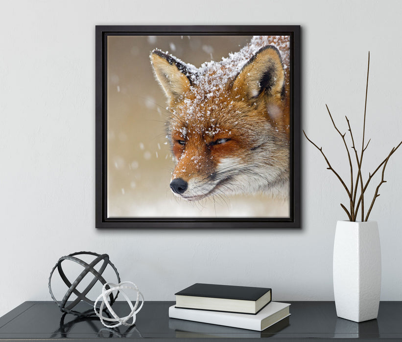 Fuchs im Schnee  auf Leinwandbild Quadratisch gerahmt mit Kirschblüten
