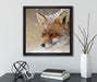 Fuchs im Schnee  auf Leinwandbild Quadratisch gerahmt mit Kirschblüten