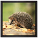 Igel im Laub auf Leinwandbild Quadratisch gerahmt Größe 40x40