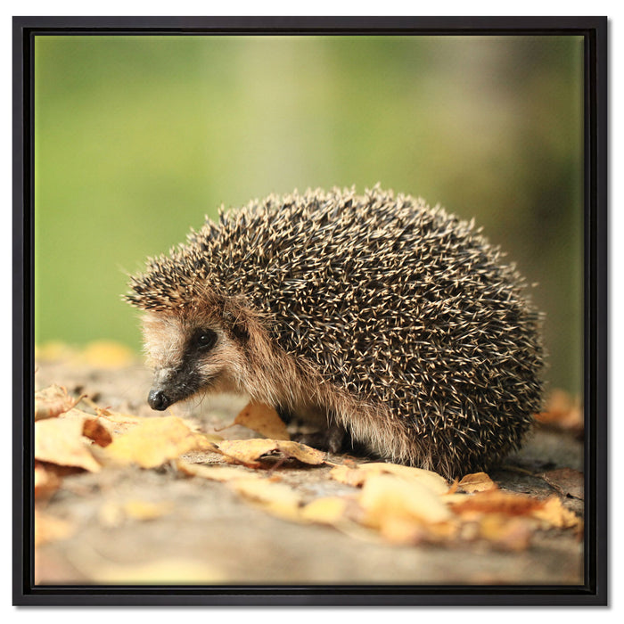 Igel im Laub auf Leinwandbild Quadratisch gerahmt Größe 60x60