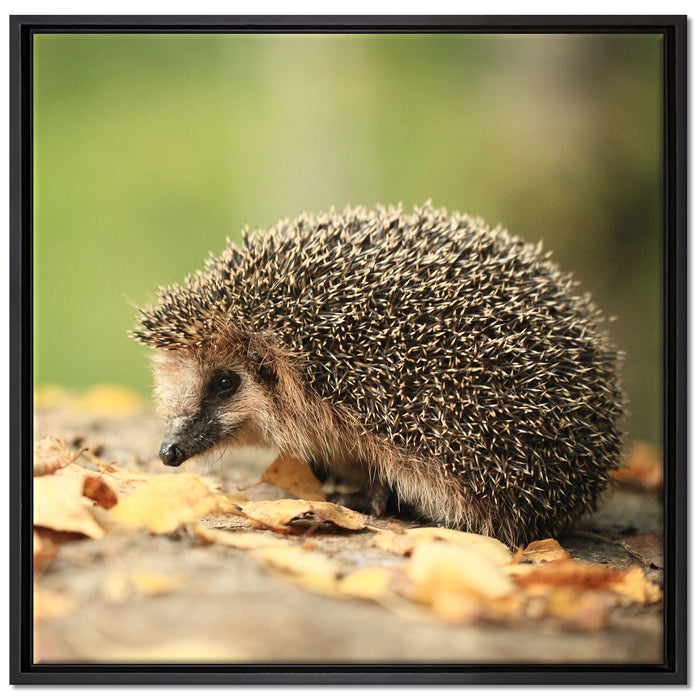 Igel im Laub auf Leinwandbild Quadratisch gerahmt Größe 70x70