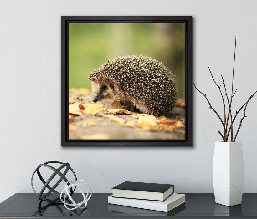Igel im Laub  auf Leinwandbild Quadratisch gerahmt mit Kirschblüten