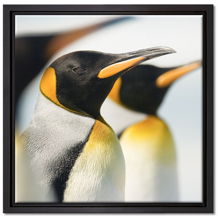 Pinguine auf Leinwandbild Quadratisch gerahmt Größe 40x40