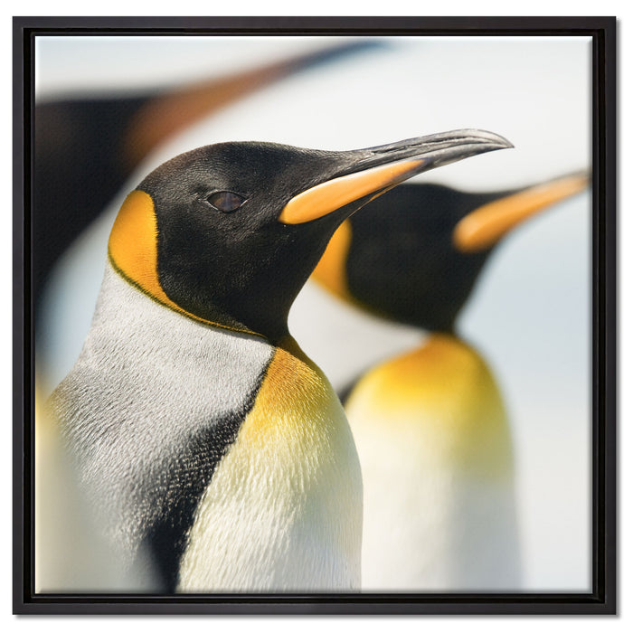 Pinguine auf Leinwandbild Quadratisch gerahmt Größe 60x60