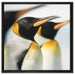 Pinguine auf Leinwandbild Quadratisch gerahmt Größe 60x60