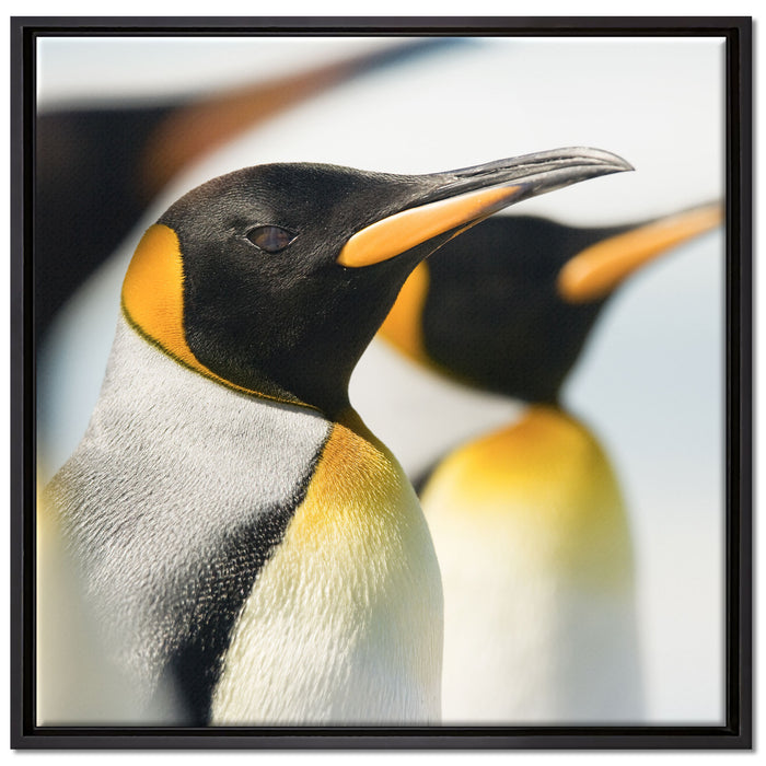 Pinguine auf Leinwandbild Quadratisch gerahmt Größe 70x70