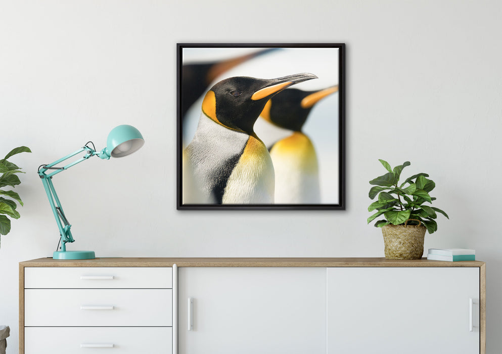Pinguine auf Leinwandbild gerahmt Quadratisch verschiedene Größen im Wohnzimmer