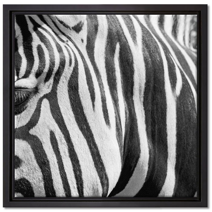 Zebra Porträt auf Leinwandbild Quadratisch gerahmt Größe 40x40