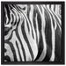 Zebra Porträt auf Leinwandbild Quadratisch gerahmt Größe 40x40
