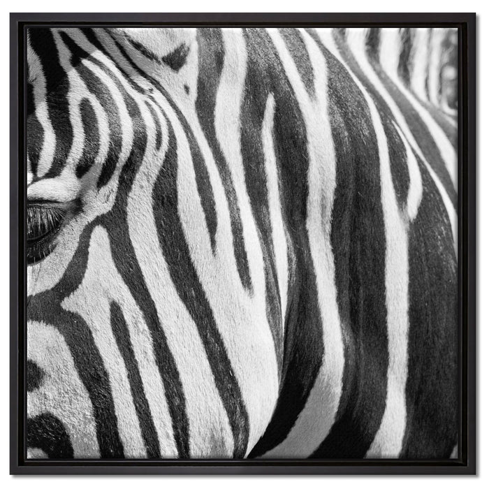 Zebra Porträt auf Leinwandbild Quadratisch gerahmt Größe 60x60