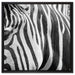 Zebra Porträt auf Leinwandbild Quadratisch gerahmt Größe 60x60