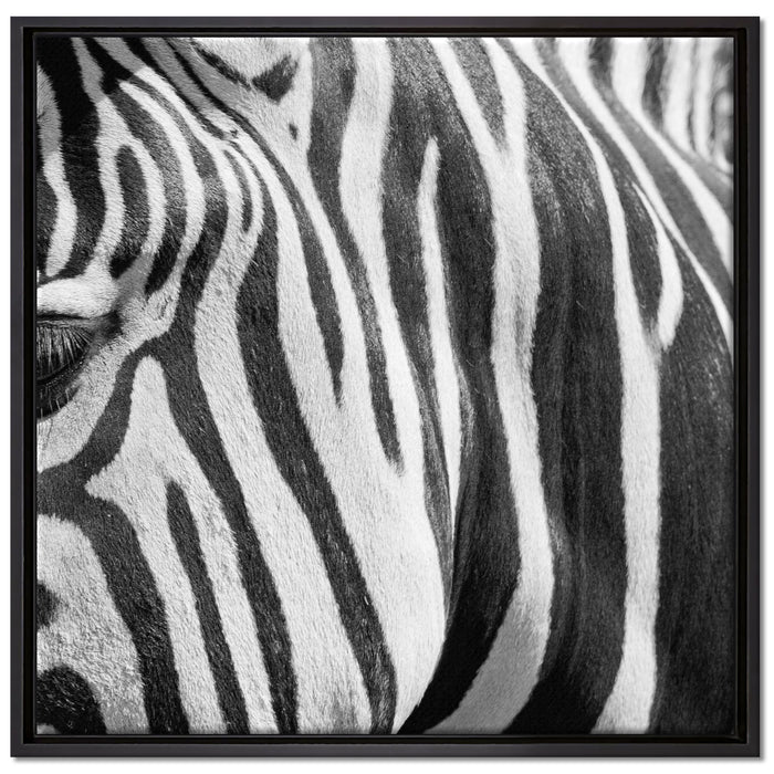 Zebra Porträt auf Leinwandbild Quadratisch gerahmt Größe 70x70