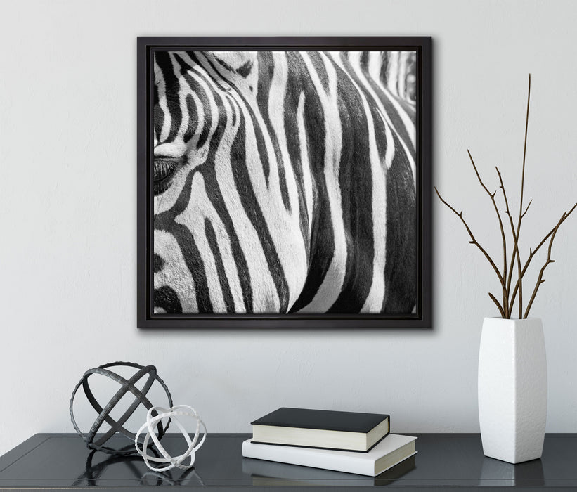 Zebra Porträt  auf Leinwandbild Quadratisch gerahmt mit Kirschblüten