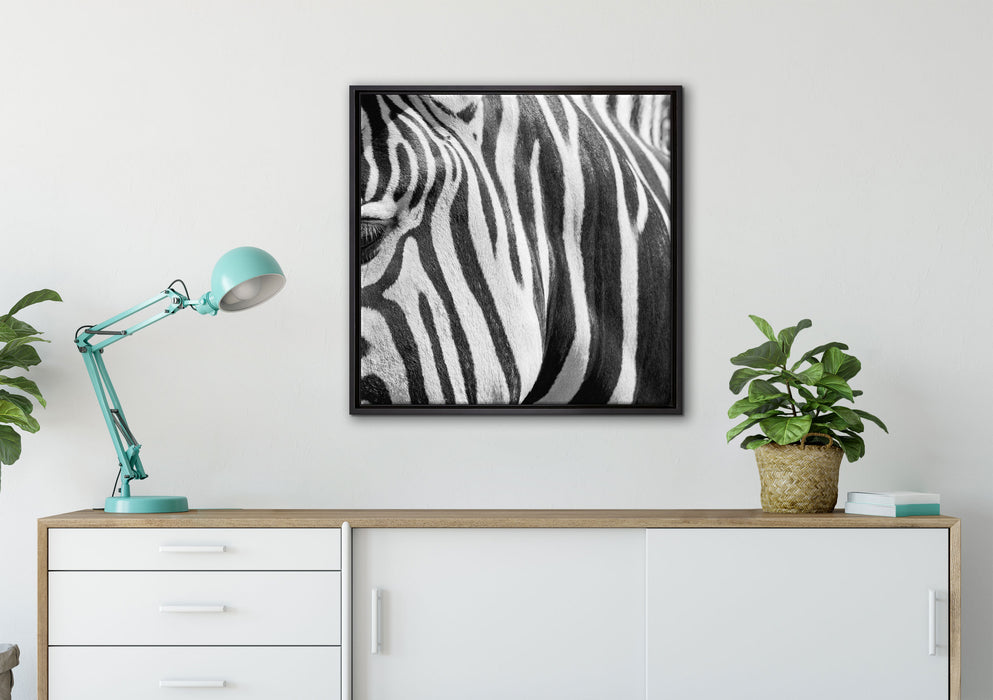 Zebra Porträt auf Leinwandbild gerahmt Quadratisch verschiedene Größen im Wohnzimmer