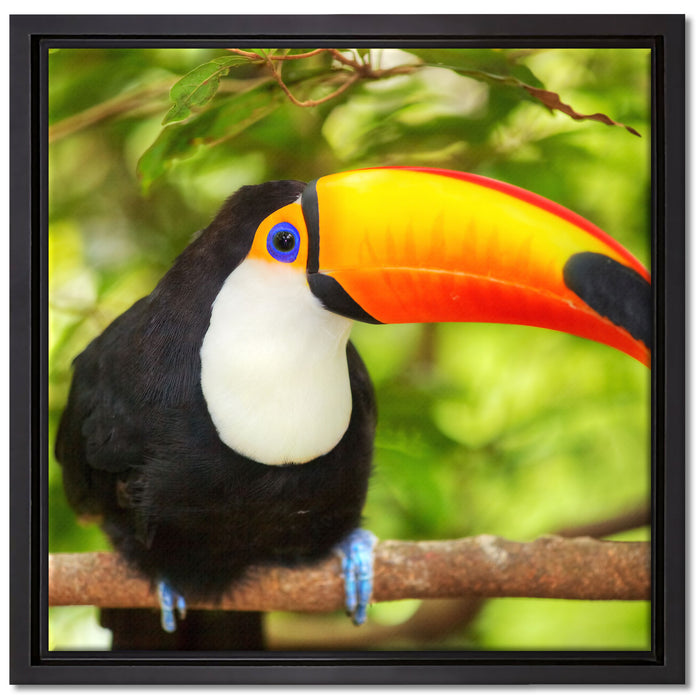Exotischer Tukan auf Leinwandbild Quadratisch gerahmt Größe 40x40
