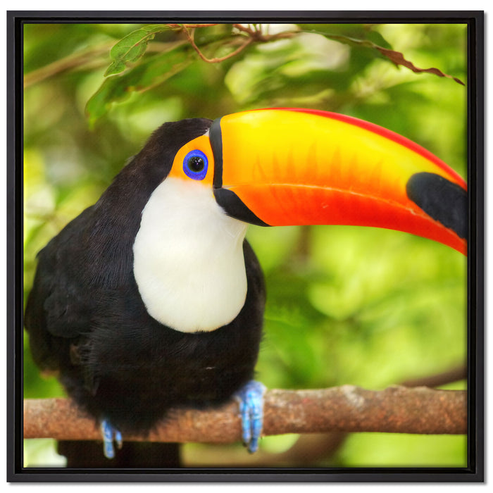 Exotischer Tukan auf Leinwandbild Quadratisch gerahmt Größe 70x70