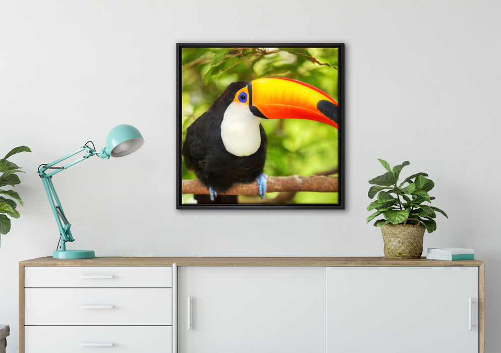 Exotischer Tukan auf Leinwandbild gerahmt Quadratisch verschiedene Größen im Wohnzimmer