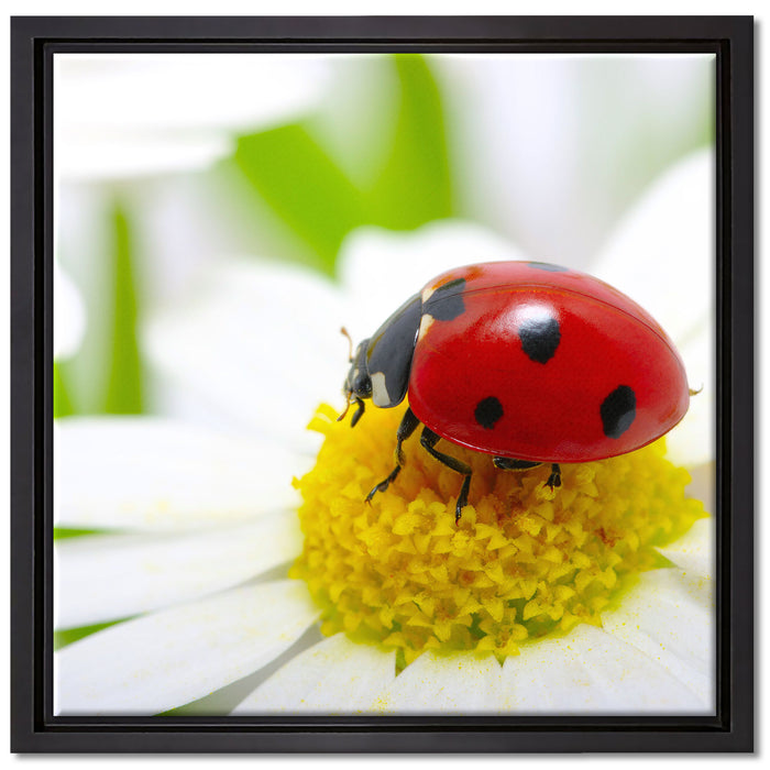 Marienkäfer auf Gänseblümchen auf Leinwandbild Quadratisch gerahmt Größe 40x40