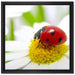 Marienkäfer auf Gänseblümchen auf Leinwandbild Quadratisch gerahmt Größe 40x40