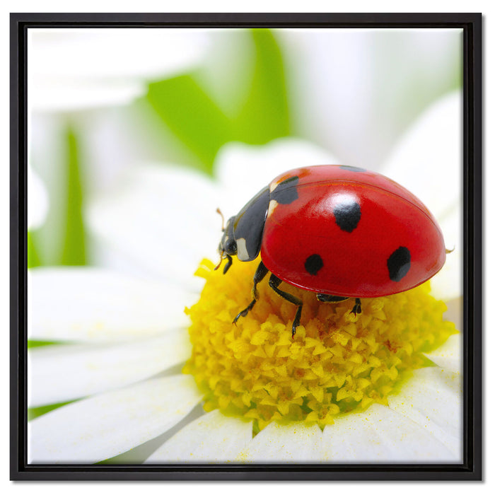 Marienkäfer auf Gänseblümchen auf Leinwandbild Quadratisch gerahmt Größe 60x60