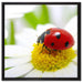 Marienkäfer auf Gänseblümchen auf Leinwandbild Quadratisch gerahmt Größe 60x60