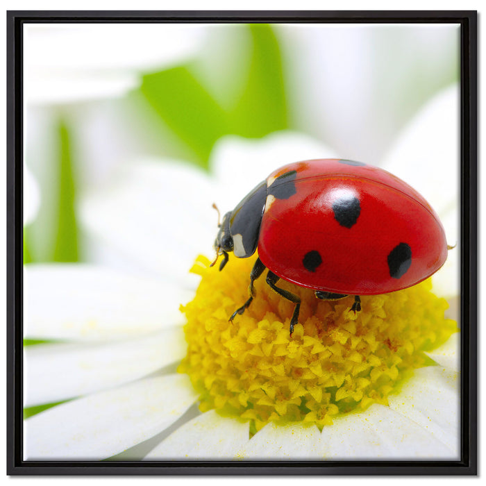 Marienkäfer auf Gänseblümchen auf Leinwandbild Quadratisch gerahmt Größe 70x70