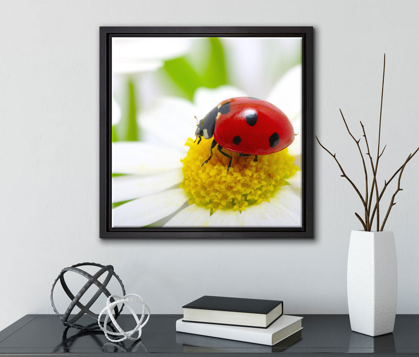Marienkäfer auf Gänseblümchen  auf Leinwandbild Quadratisch gerahmt mit Kirschblüten