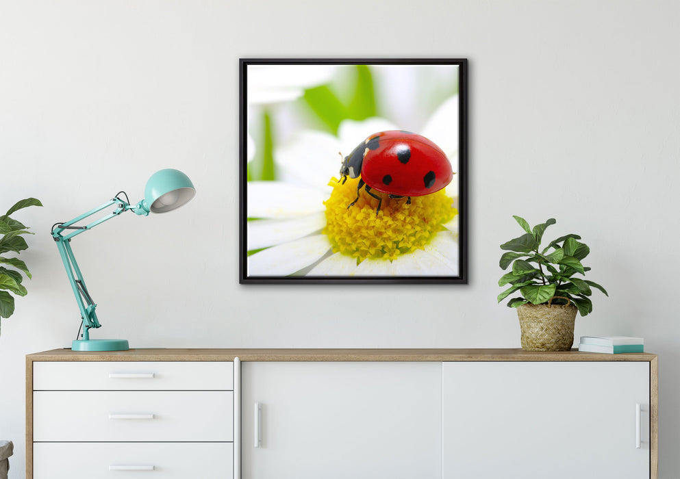 Marienkäfer auf Gänseblümchen auf Leinwandbild gerahmt Quadratisch verschiedene Größen im Wohnzimmer