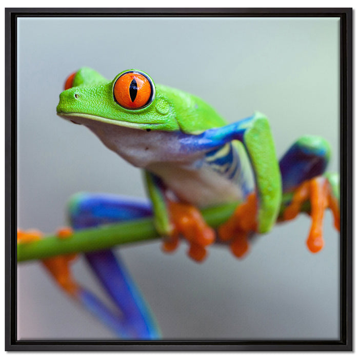 Grüner Frosch auf Ast auf Leinwandbild Quadratisch gerahmt Größe 70x70