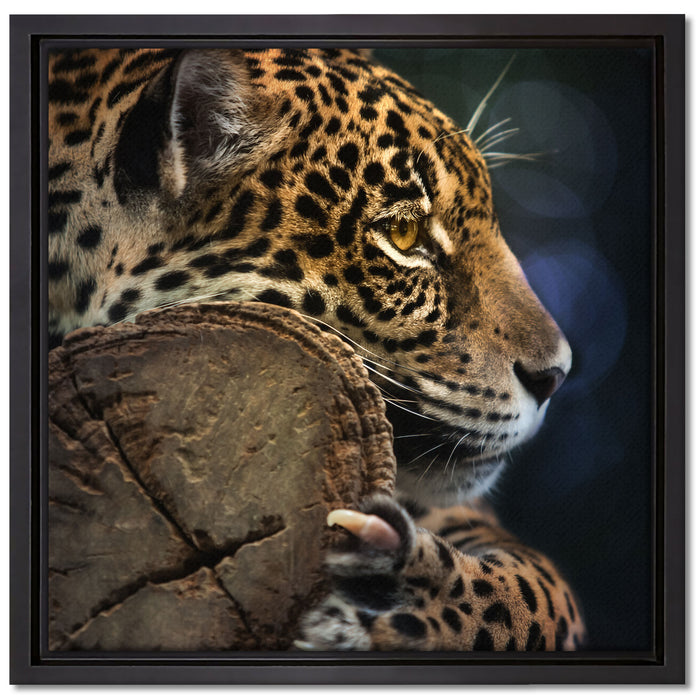 Wunderschöner Leopard auf Leinwandbild Quadratisch gerahmt Größe 40x40