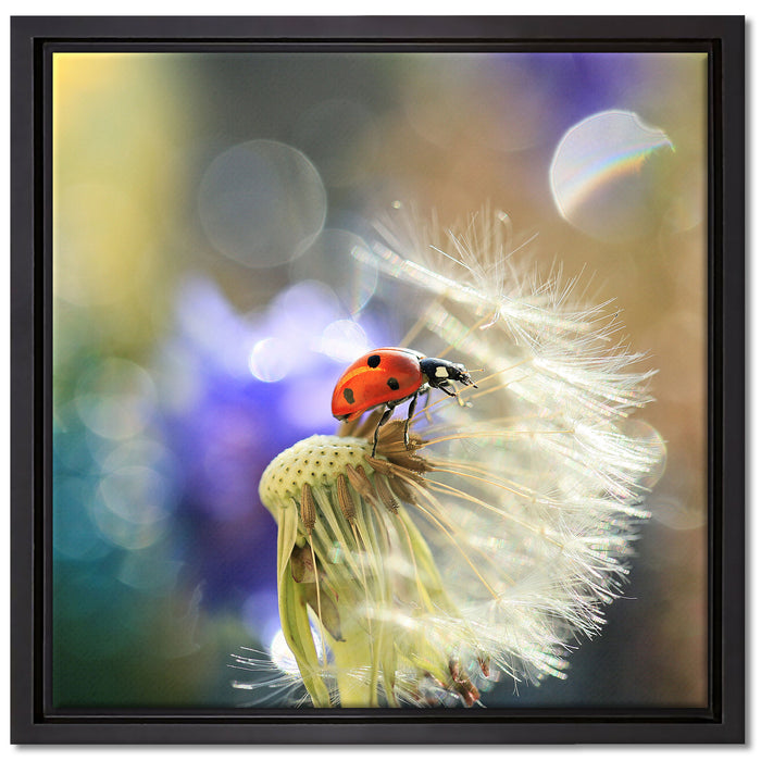Marienkäfer auf Pusteblume auf Leinwandbild Quadratisch gerahmt Größe 40x40