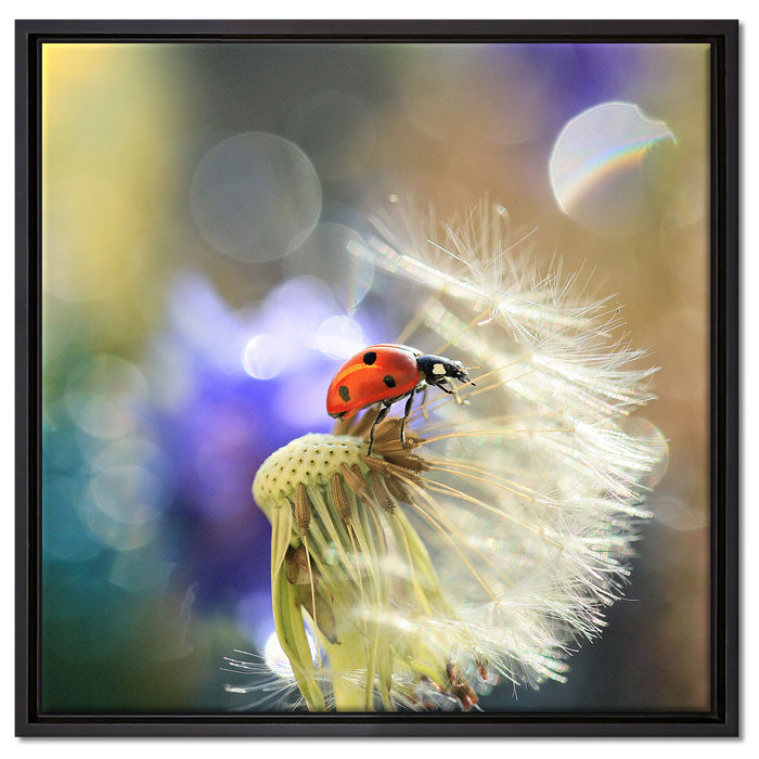 Marienkäfer auf Pusteblume auf Leinwandbild Quadratisch gerahmt Größe 60x60
